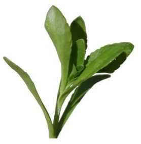 缔盟农科心福地水培蔬菜苗